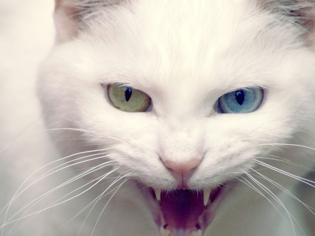 Дикий белый кот