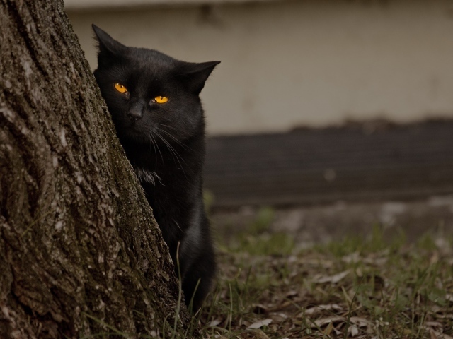 Черный кот за деревом