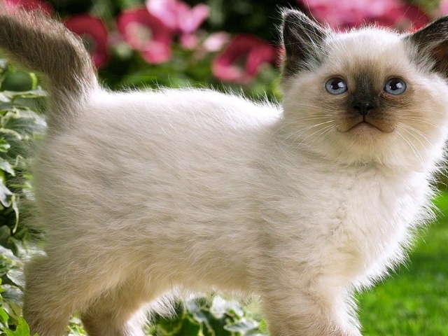 Котенок с черным носом