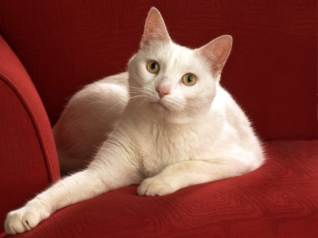 Белый кот на красном диване