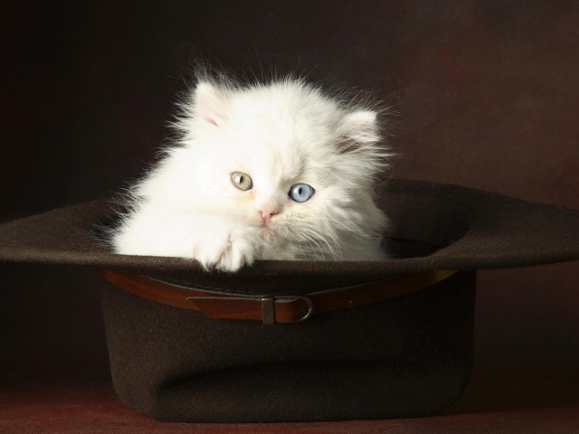 Белый котенок в шляпе