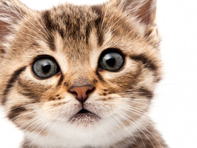 Удивленный взгляд котенка