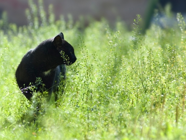 Черный кот в зеленой траве