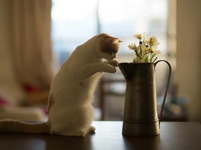 Кот у кувшина с цветами