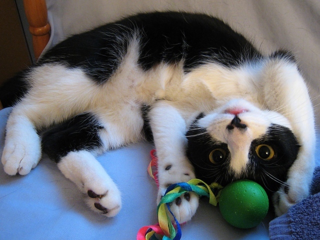 Кот играет с игрушкой
