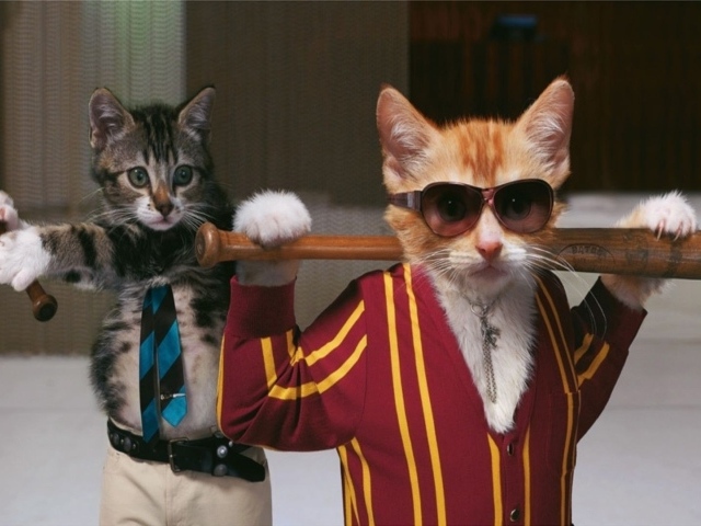 Коты с битами