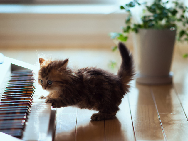 Котенок музыкант