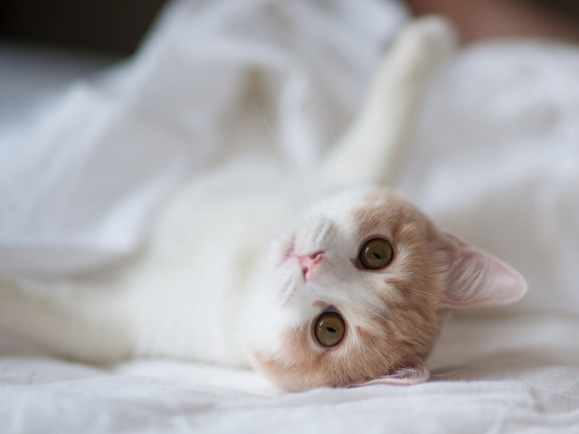 Котенок на белой постели