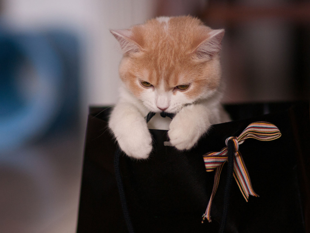 Котенок в пакете с бантом