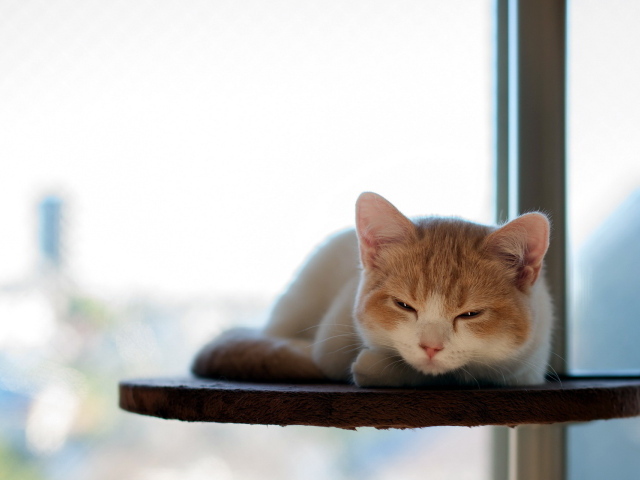 Котенок отдыхает на полке