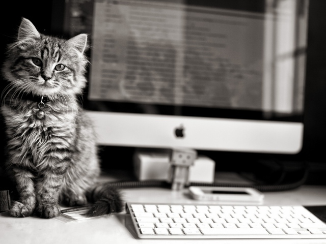 Котенок у компьютера