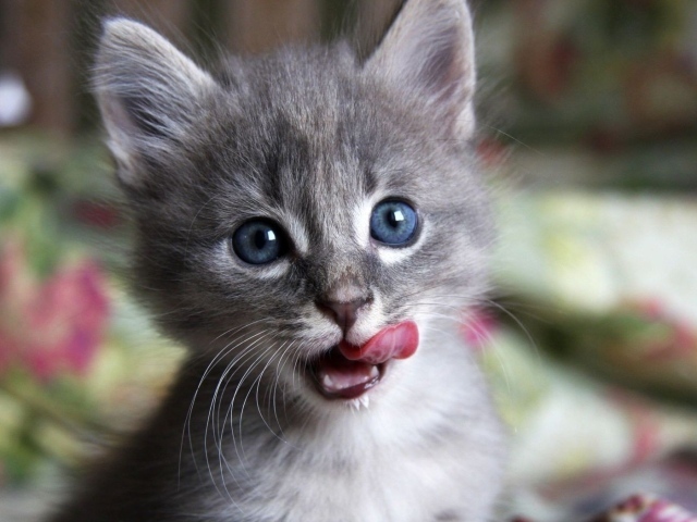 Котенок облизывается
