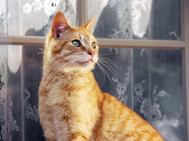Рыжий кот около окна