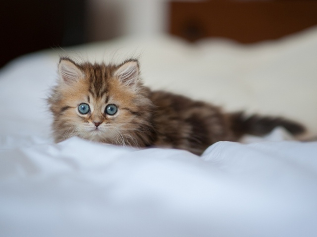 Испуганный взгляд котенка