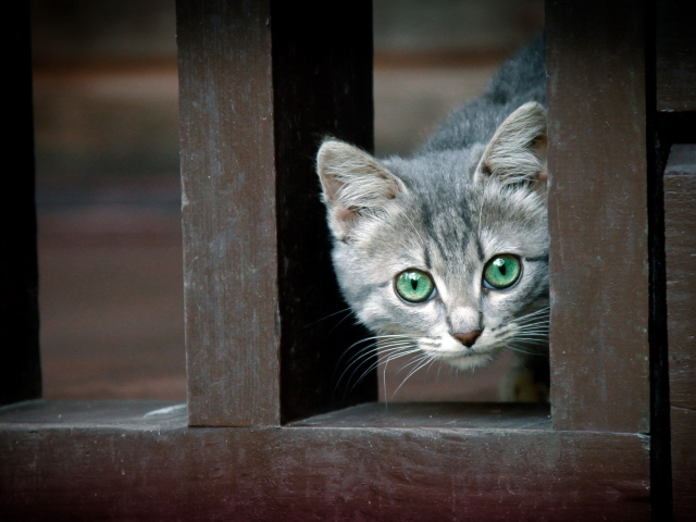 Котенок за забором