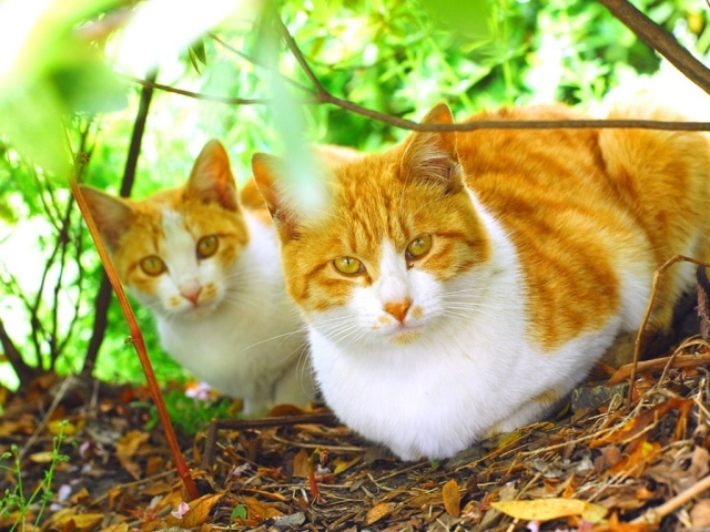 Два рыжих кота