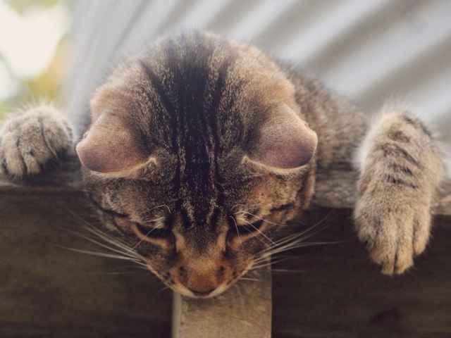 Кот наблюдатель