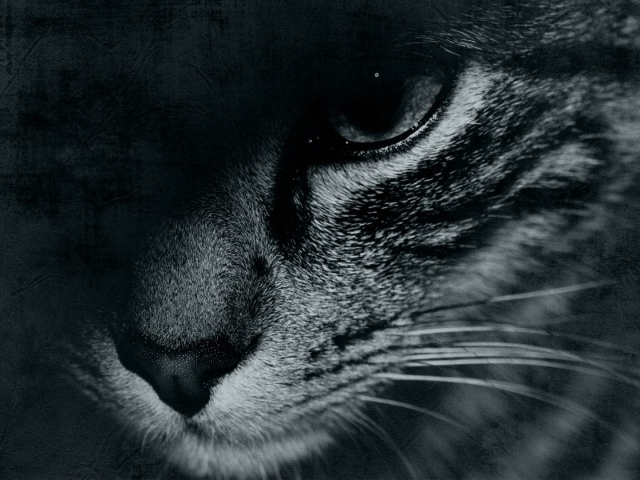 Кошачий взгляд