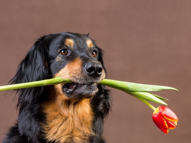 Собака с тюльпаном в зубах