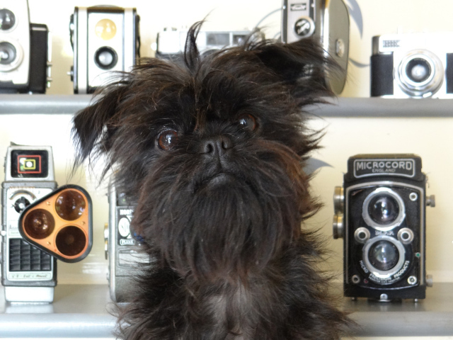 Красивый аффенпинчер