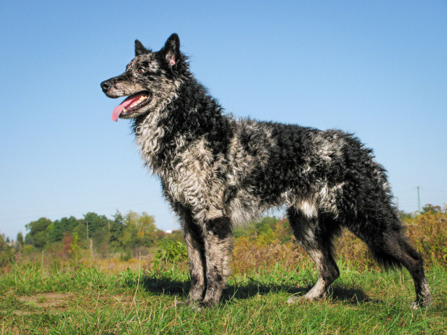 Красивый пес муди