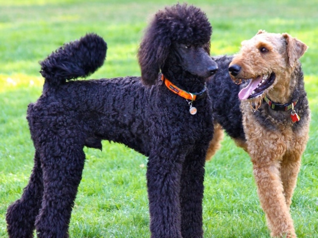 Эрдельтерьер и пудель