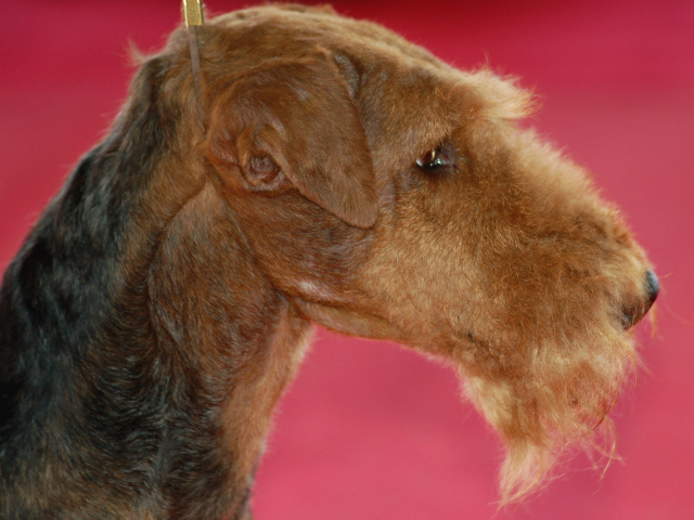 Эрдельтерьер на розовом фоне