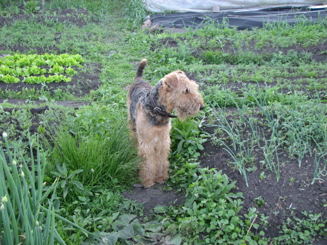 Собака эрдельтерьер в огороде