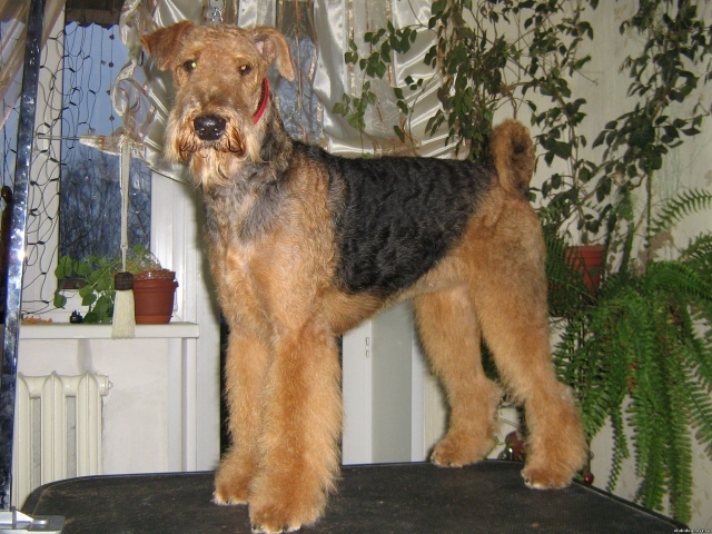 Собака эрдельтерьер на столе