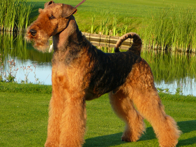 Собака эрдельтерьер у пруда