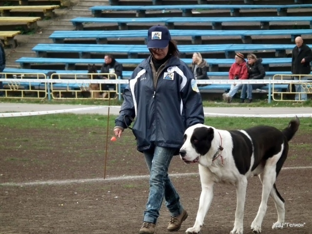 Алабай на выставке собак