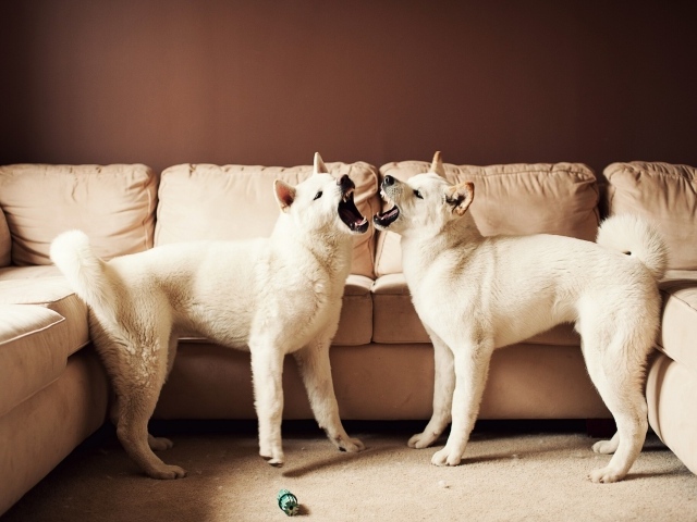 Американская акита