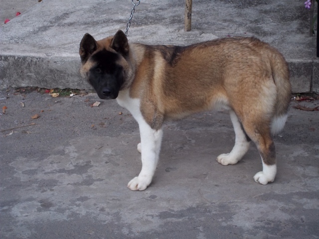 Порода собак американская акита