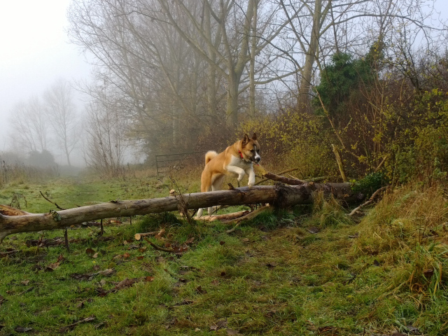 Американская акита прыгает через препятствие