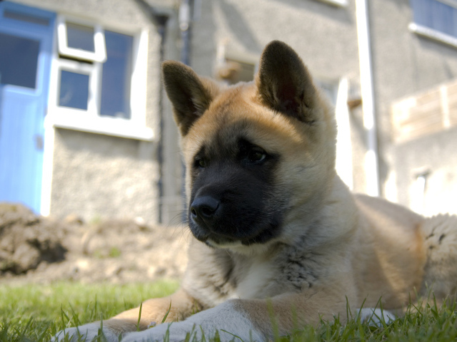 Щенок американской акиты