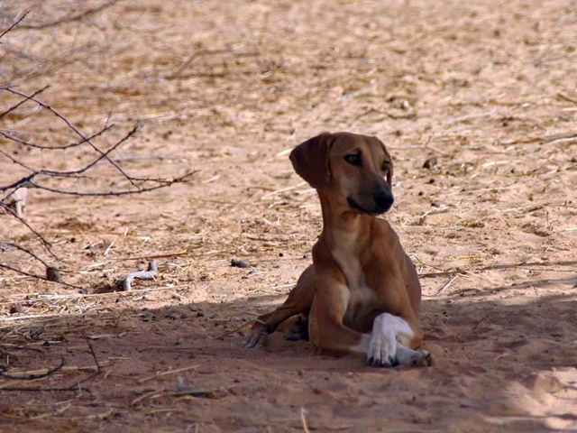 Азавак сидит в тени дерева