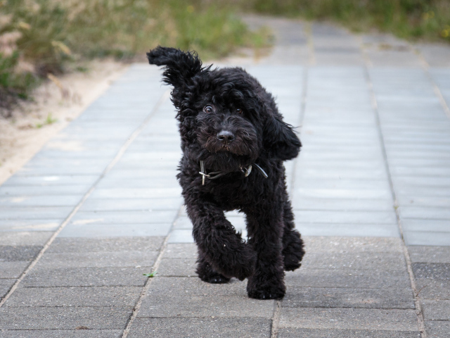 Собака барбет бежит по тротуару