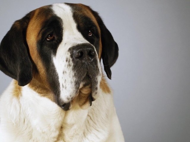 Красивый пес сенбернар