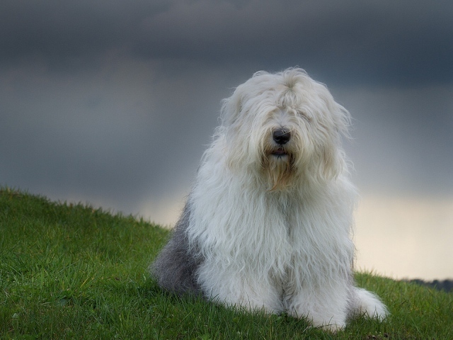 Красивый пес породы бобтейл