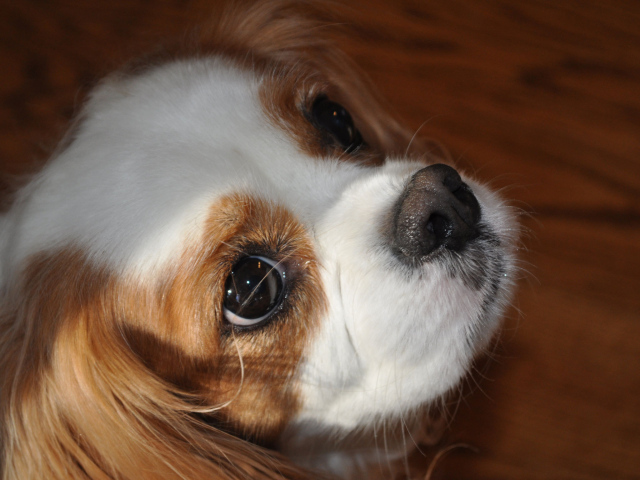 Красивая мордочка пекинеса