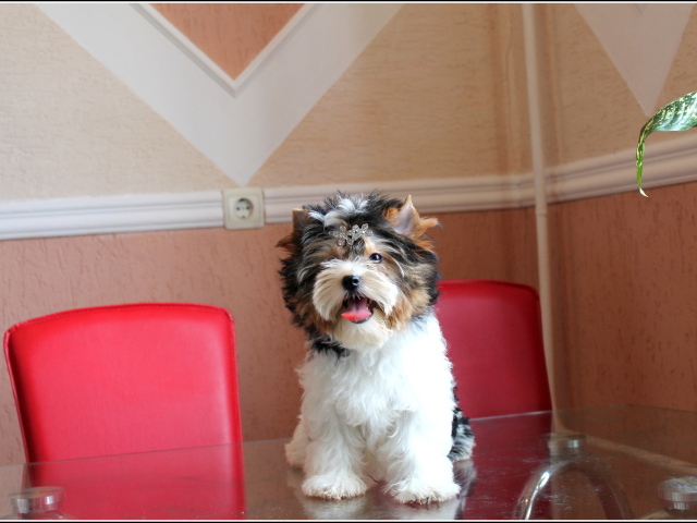 Бивер йорк на столе