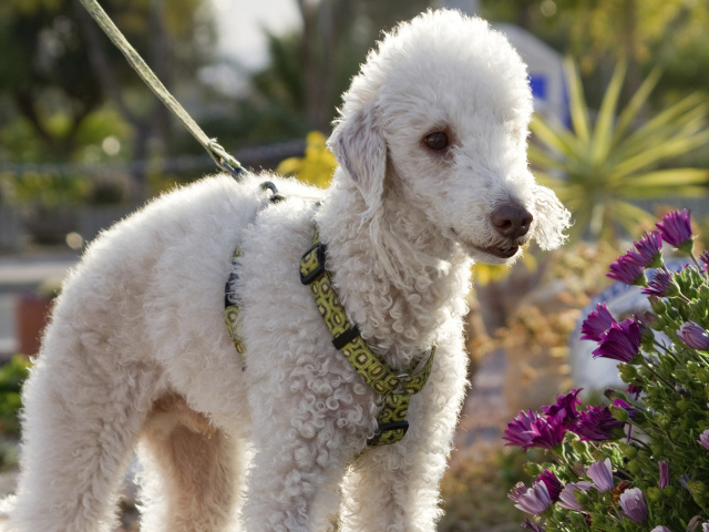 Бедлингтон терьер в цветах
