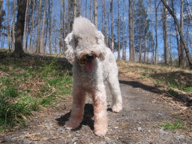 Бедлингтон терьер гуляет в лесу