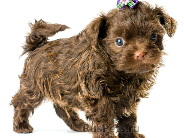 Болонка коричневого цвета