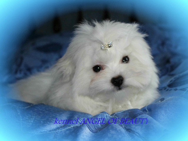 Болонка собака ангел