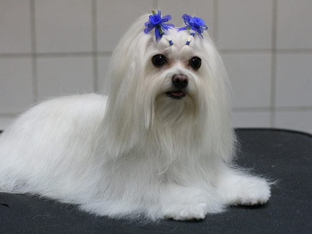 Болонка с украшениями