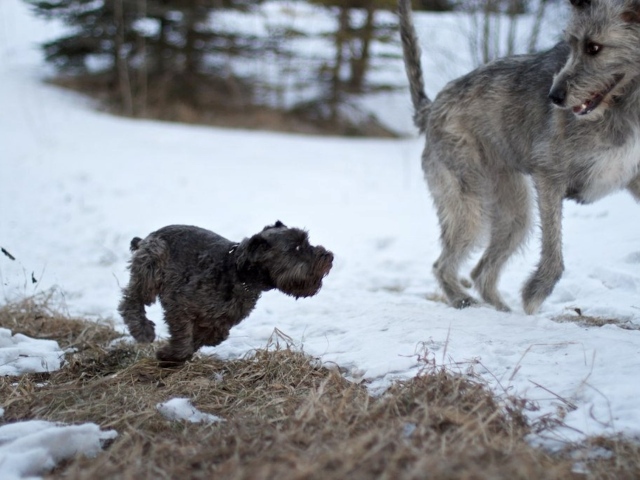 Большой ирландский волкодав убегает от маленькой собачки