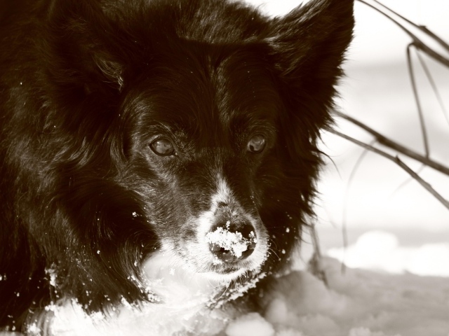 Черная колли в снегу