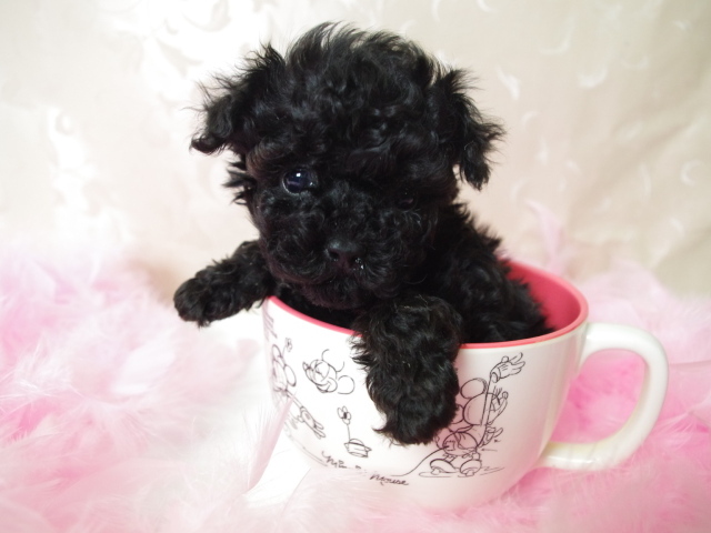 Черный щенок пуделя в чашке