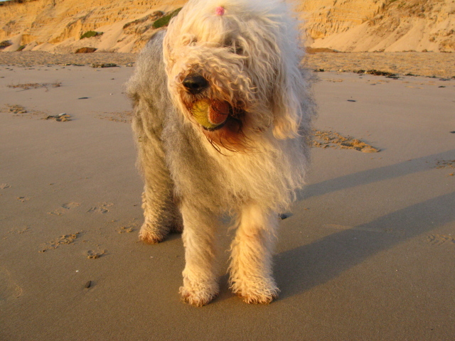 Лохматый бобтейл с мячом